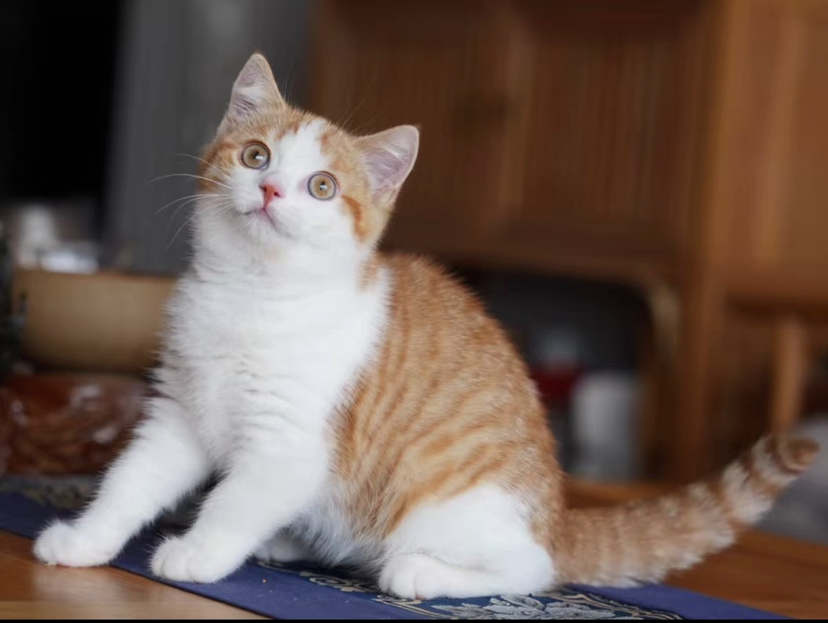 英短橘白,黄瞳,大包子脸,花纹清晰明显,色彩鲜艳,四个月疫苗全部打完